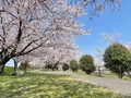 大榑川堤の桜並木の写真_507298