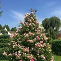 The Rose Garden of Provinsの写真_519430