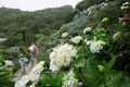 よへなあじさい園の写真_526544