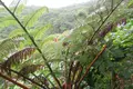 よへなあじさい園の写真_526546