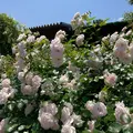 神奈川県立花と緑のふれあいセンター 花菜ガーデンの写真_527458