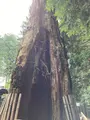 日光東照宮の写真_536258
