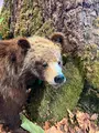 支笏湖ビジターセンターの写真_541931