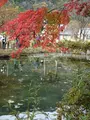 モネの池（名もなき池）の写真_564767