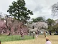近衛邸跡の枝垂れ桜の写真_592048