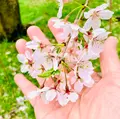 近衛邸跡の枝垂れ桜の写真_592049