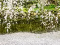 近衛邸跡の枝垂れ桜の写真_592050