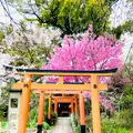 平野神社の写真_592073