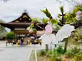 平野神社の写真_592443