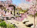 桜井公園の写真_593194