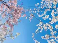 桜井公園の写真_593200
