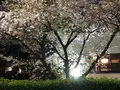時たらず【広尾/恵比寿 日本料 和食 接待 個室 ランチ】の写真_594774