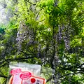 咲前神社の写真_601405