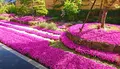 芝桜庭園樹木葬｜永代供養墓の写真_603587