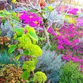 芝桜庭園樹木葬｜永代供養墓の写真_603588