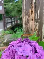 岳温泉 桜坂の写真_622146