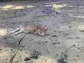 備中松山城の写真_628987