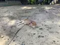 備中松山城の写真_628996