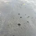礼文華海浜公園キャンプ場の写真_633757