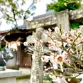 唐津神社の写真_636168