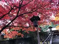 大雄山最乗寺の写真_657356