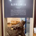 魚津埋没林博物館の写真_664823