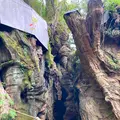 來宮神社の写真_671231