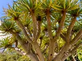 八丈植物公園の写真_673599