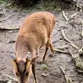 八丈植物公園の写真_673608