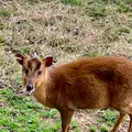 八丈植物公園の写真_673609