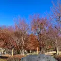 山中湖花の都公園の写真_680532