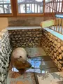草津温泉おさるの湯もみ処～おさ湯の写真_680608