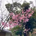 鎌倉大仏（高徳院）の写真_680670