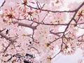 嵯峨釈迦堂（清凉寺）の写真_681037
