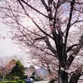 広沢池の写真_681041