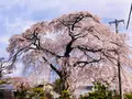 池の茶屋の写真_681046