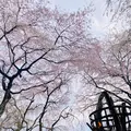 桜守 佐野藤右衛門邸の写真_681049