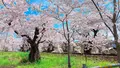 宇多野駅の写真_681054
