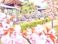 仁和寺の写真_681063