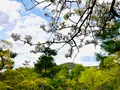 等持院の写真_681083