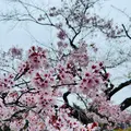 トラピスチヌ修道院の写真_684255