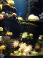 鶴岡市立加茂水族館（クラゲドリーム館）の写真_689857