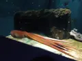 鶴岡市立加茂水族館（クラゲドリーム館）の写真_689858