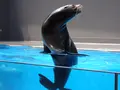 鶴岡市立加茂水族館（クラゲドリーム館）の写真_689859