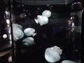 鶴岡市立加茂水族館（クラゲドリーム館）の写真_689860