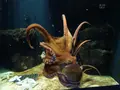 鶴岡市立加茂水族館（クラゲドリーム館）の写真_689861