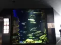 鶴岡市立加茂水族館（クラゲドリーム館）の写真_689863
