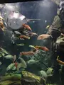 鶴岡市立加茂水族館（クラゲドリーム館）の写真_689865