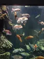 鶴岡市立加茂水族館（クラゲドリーム館）の写真_689867