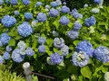 相模原北公園 アジサイ園の写真_692793